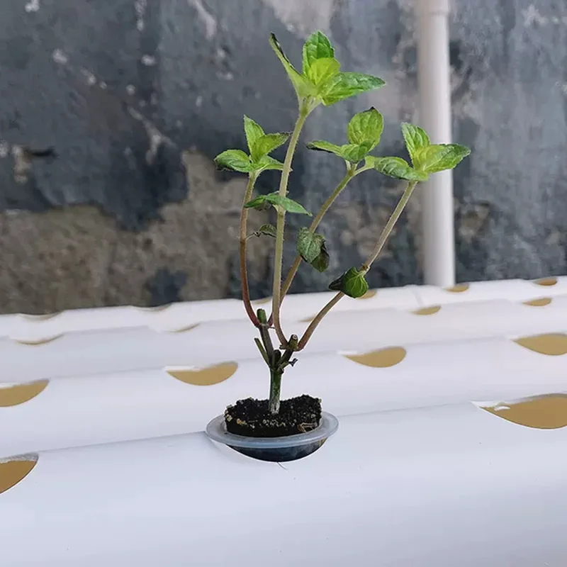 Hydroponic Kit - Kit per sistema di coltivazione senza