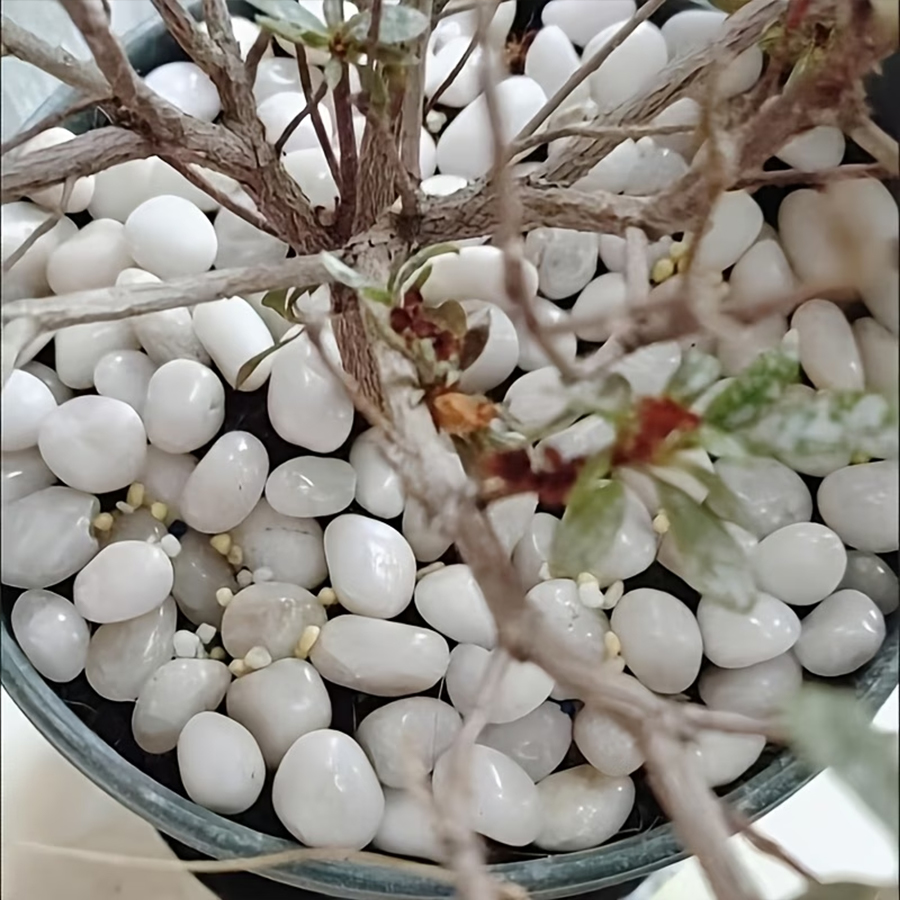 300/600g Ciottoli Bianchi Luci - Indoor Herb Garden recensione e prezzo